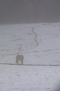 雪雾中的白马