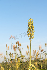 谷类植物摄影照片_高粱或小米的领域