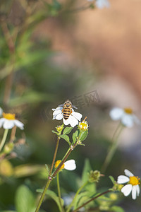 勤劳的小蜜蜂在花上采蜜