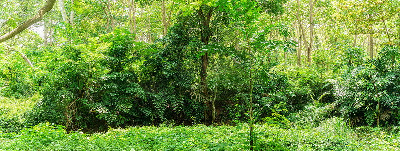 泰国全景热带雨林丛林