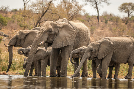 喝水的大象群。