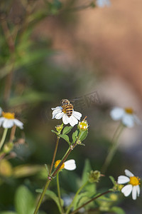 勤劳的小蜜蜂在花上采蜜
