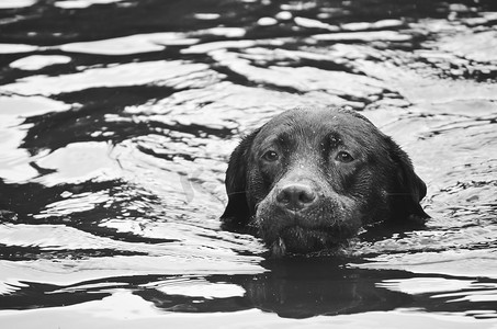 一只拉布拉多犬的头部浮出水面，正在游泳