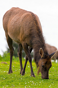 麋鹿在绿色牧场特写镜头上吃草