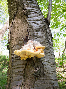 林中鸡摄影照片_特写树林中的鸡，树皮上的硫磺架 - Laetiporu