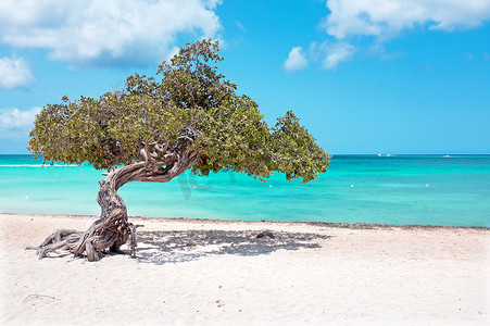 divi摄影照片_加勒比海阿鲁巴岛上的 Divi divi 树