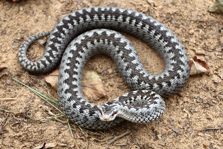 在棕色春土上以编织方式卷起的攻击或防御姿势的灰毒蛇或加法器毒蛇