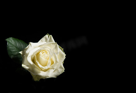 黑色背景上单朵盛开的白玫瑰，带复制空间