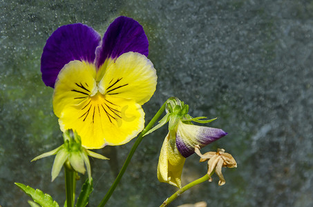 混合紫色和黄色的三色堇、中提琴 altaica 或狗紫罗兰花在林间空地