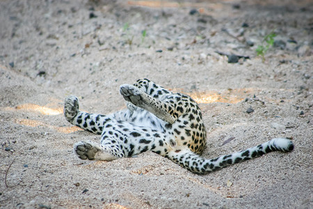 猫打滚摄影照片_豹子在沙地上打滚。