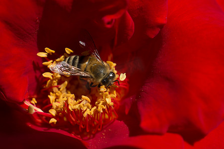 蜜蜂以花粉为食
