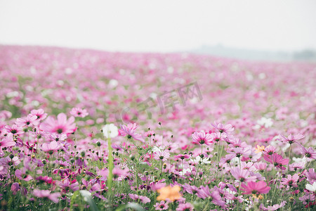 粉色夏天背景摄影照片_复古风格的波斯菊花背景