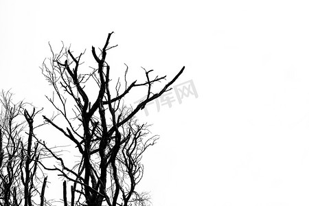 孤立在白色背景上的剪影死树因可怕或死亡而被隔离。