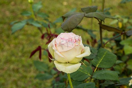 色彩缤纷的美丽玫瑰（花瓣、叶子、花蕾和开放的花朵）