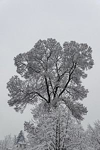 Bankya 冬季公园雪顶树的壮丽景色