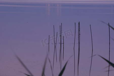 芦苇从摄影照片_大湖夕阳，从芦苇丛中，