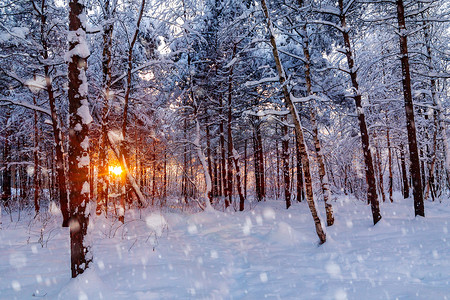 白雪皑皑的森林摄影照片_在冬天白雪皑皑的森林里美丽的日落。