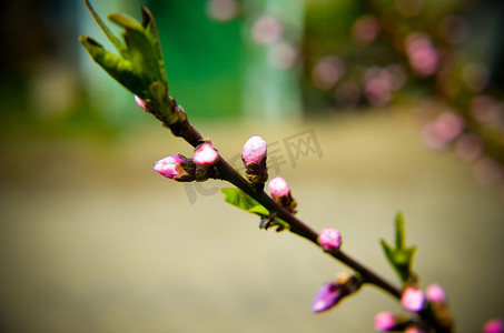 桃花粉红色的花朵