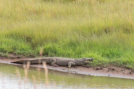 尼罗鳄：Crocodylus niloticus