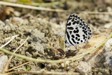 地面上常见的皮埃罗蝴蝶的图像。