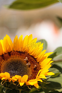 向日葵太阳摄影照片_向日葵，向日葵，与蜜蜂