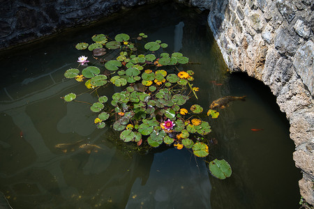 荷花锦鲤摄影照片_有锦鲤和睡莲叶的池塘，荷花