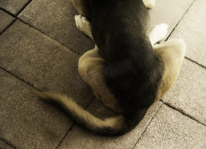 狗在睡觉摄影照片_背着狗的尾巴，狗在地上放松和打盹。