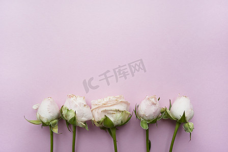邀请函你摄影照片_粉红色背景上的一束玫瑰花，上面放着你的文字。