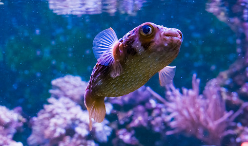 有雀斑的豪猪鱼的特写，来自热带海洋的有趣水族馆宠物