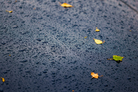 城市雨天摄影照片_秋天雨天，一辆黑色汽车的表面有黄桦叶 — 选择性聚焦，特写模糊