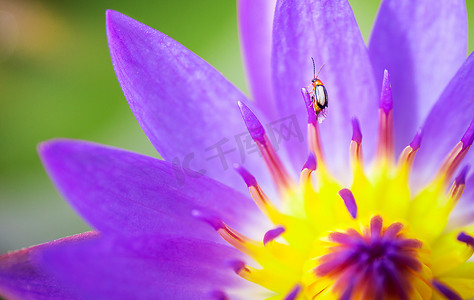 纳图湖黄色和粉色或紫色莲花上的昆虫