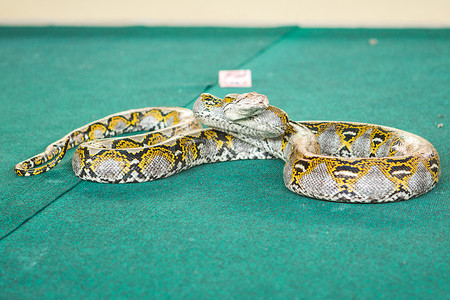 雷蛇摄影照片_泰国芭堤雅 — 2017 年 1 月：在节日期间玩蛇来展示蛇