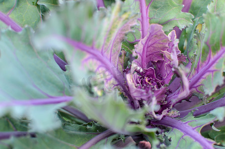 绿色和紫色圆白菜或紫罗兰色圆白菜蔬菜植物