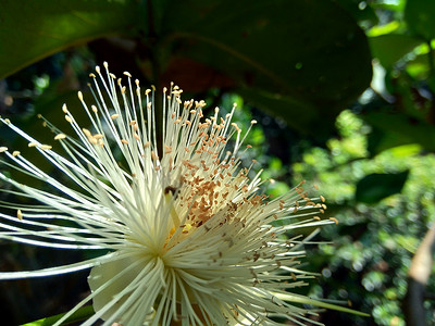 果水摄影照片_yzygium aqueum（水玫瑰苹果、水苹果、铃果）花与自然背景。