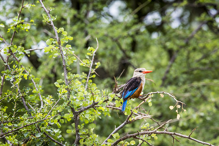 坦桑尼亚曼雅拉湖国家公园的林地翠鸟