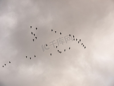 秋日灰蒙蒙的天空中成群的鹅迁徙飞过