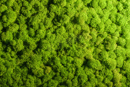 驯鹿苔藓墙，绿色墙面装饰，地衣石蕊花