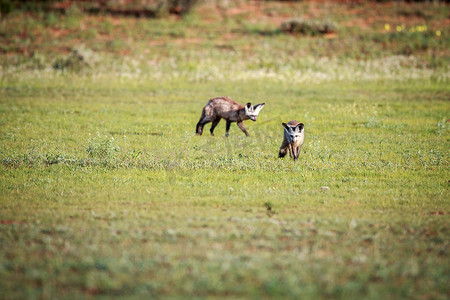 两只蝙蝠耳狐在草丛中行走。