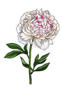 牡丹手绘摄影照片_在白色背景上孤立的温柔牡丹花的手绘插图。