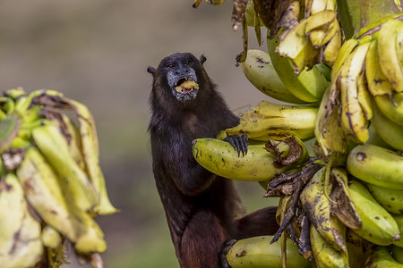 黑鬃狨，Saguinus nigricollis