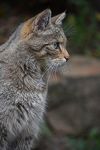 侧面猫摄影照片_欧洲野猫侧面肖像特写