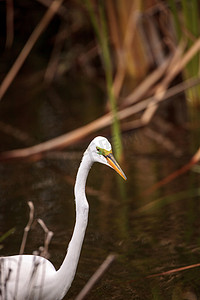 湖区公园沼泽中的大白鹭 Ardea alba