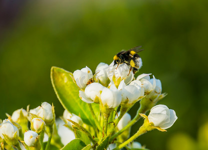 国潮白花摄影照片_蜜蜂授粉白玫瑰，蜜蜂在白花上的宏观特写，自然背景