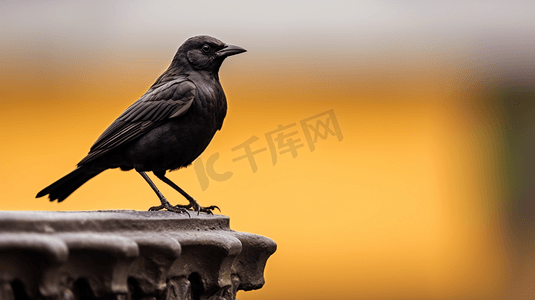 黑色小鸟摄影照片_一只黑色的小鸟坐在雕像上