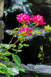 绿色的气味摄影照片_一丛美丽的嫩玫瑰，花瓣美丽，细长的茎上有刺，散发着迷人的气味。