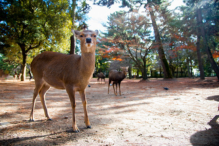 日本奈良鹿摄影照片_奈良鹿国家公园