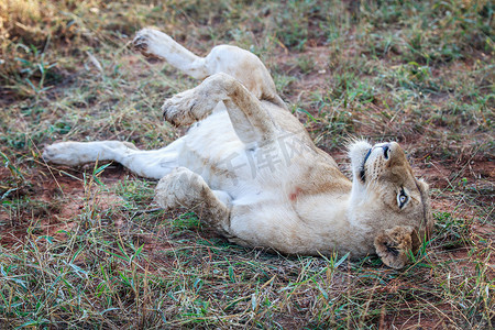 猫打滚摄影照片_狮子在草丛中打滚。