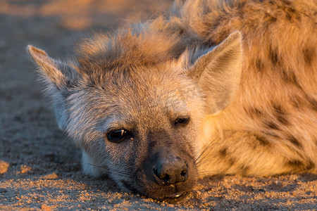 斑点鬣狗幼崽的脸部特写。