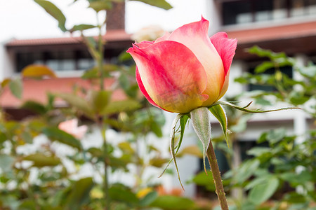 开放的花朵摄影照片_色彩缤纷的美丽玫瑰（花瓣、叶子、花蕾和开放的花朵）