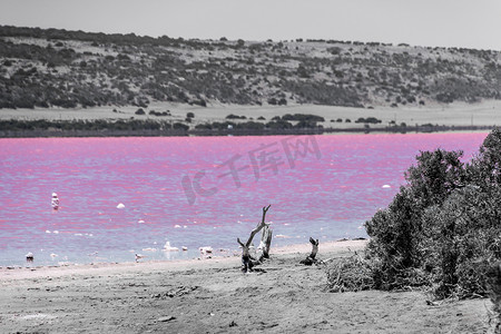 西澳大利亚格雷戈里旁边的粉红湖漂流木海滩，黑白粉两色